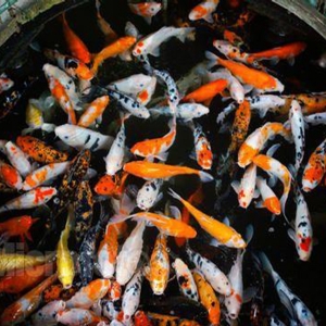 全自動魚池凈化系統(tǒng)