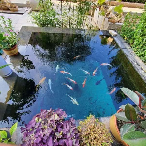 濟(jì)寧藝水芳源魚(yú)池過(guò)濾器客戶(hù)實(shí)地效果展示