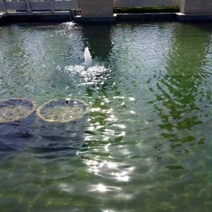 魚池過(guò)濾器客戶實(shí)地效果展示